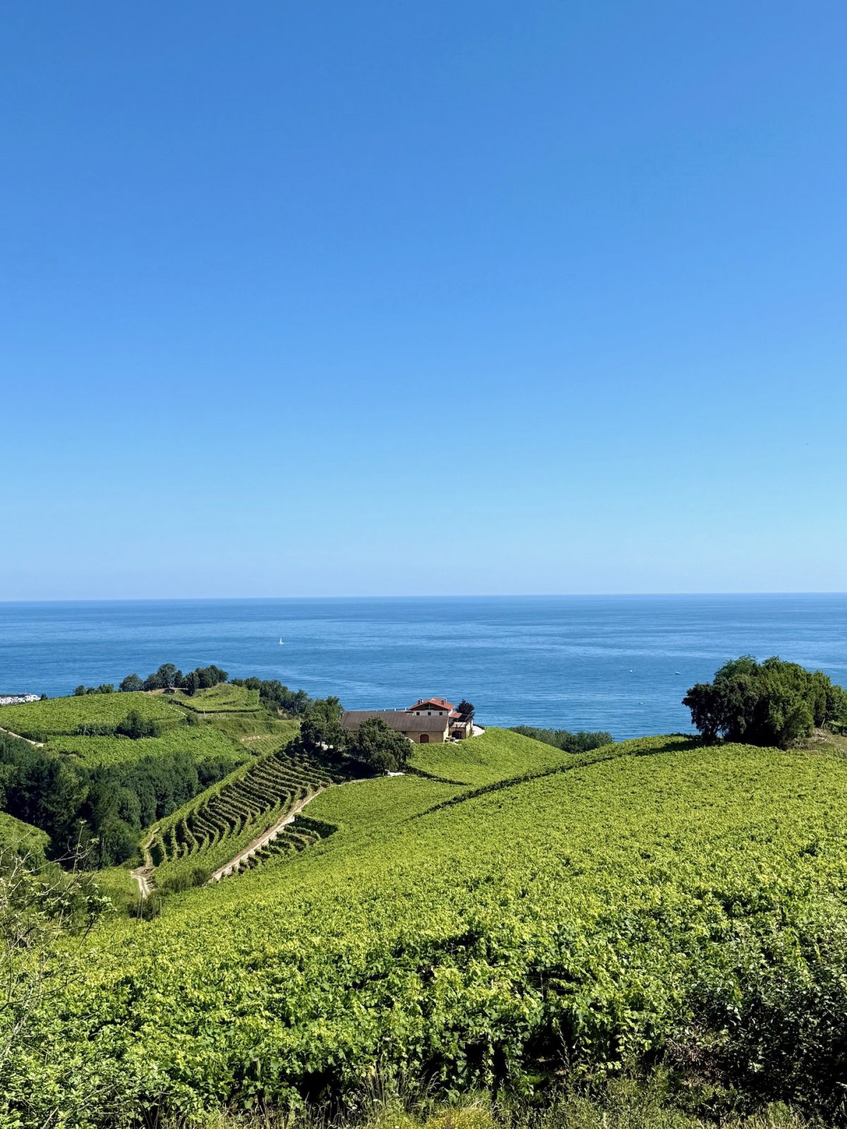 Txakoli Weinberg in Getaria im Baskenland