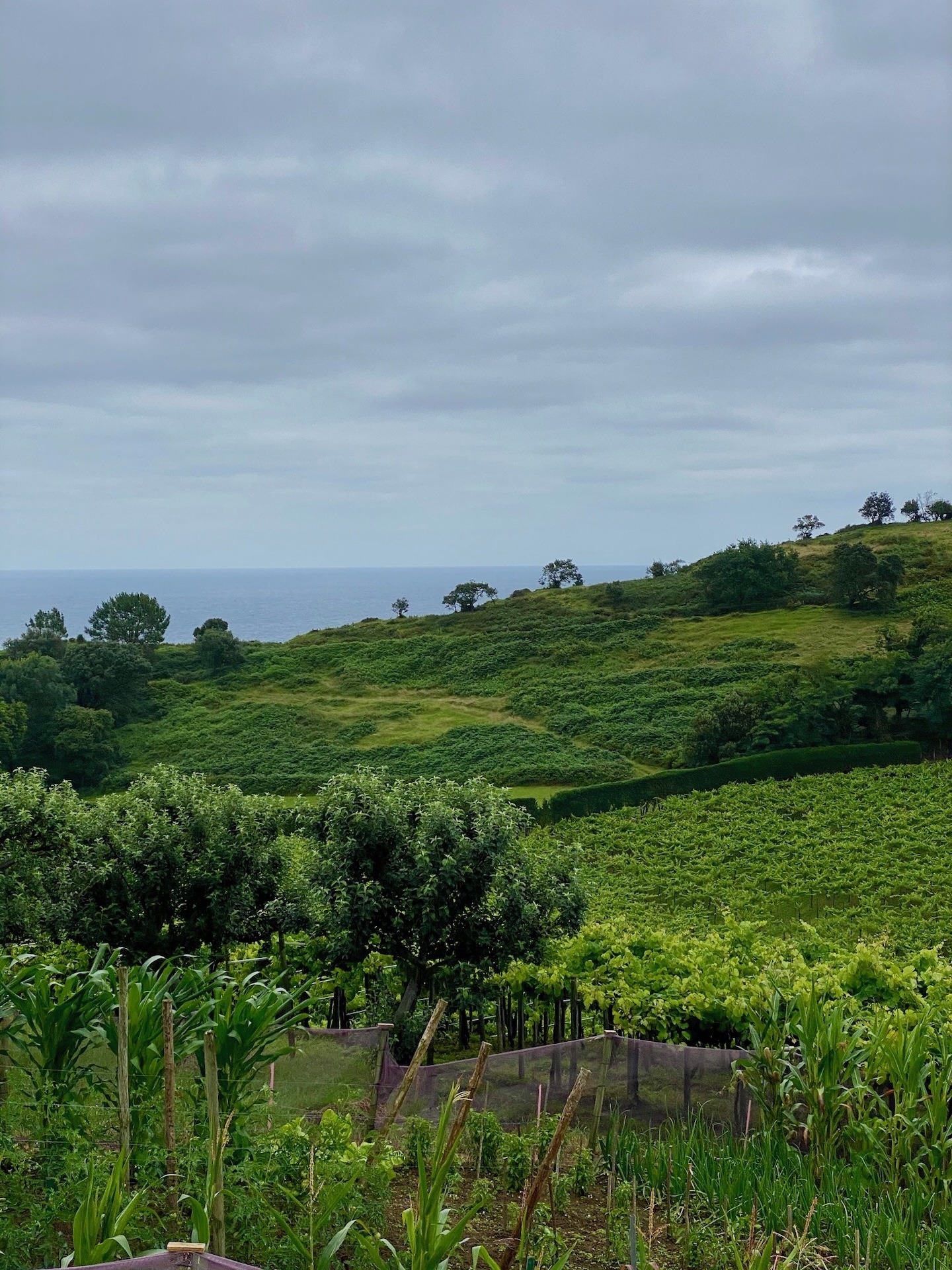 Agerre Txakoli aus Getaria – Weißwein vom Atlantik